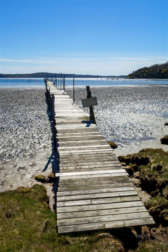 A wooden jetty over the mudflats at Gullmarsvik, Lysekil, Sweden. The mudflat is covered with lugworm (Arenicola marina) casts.