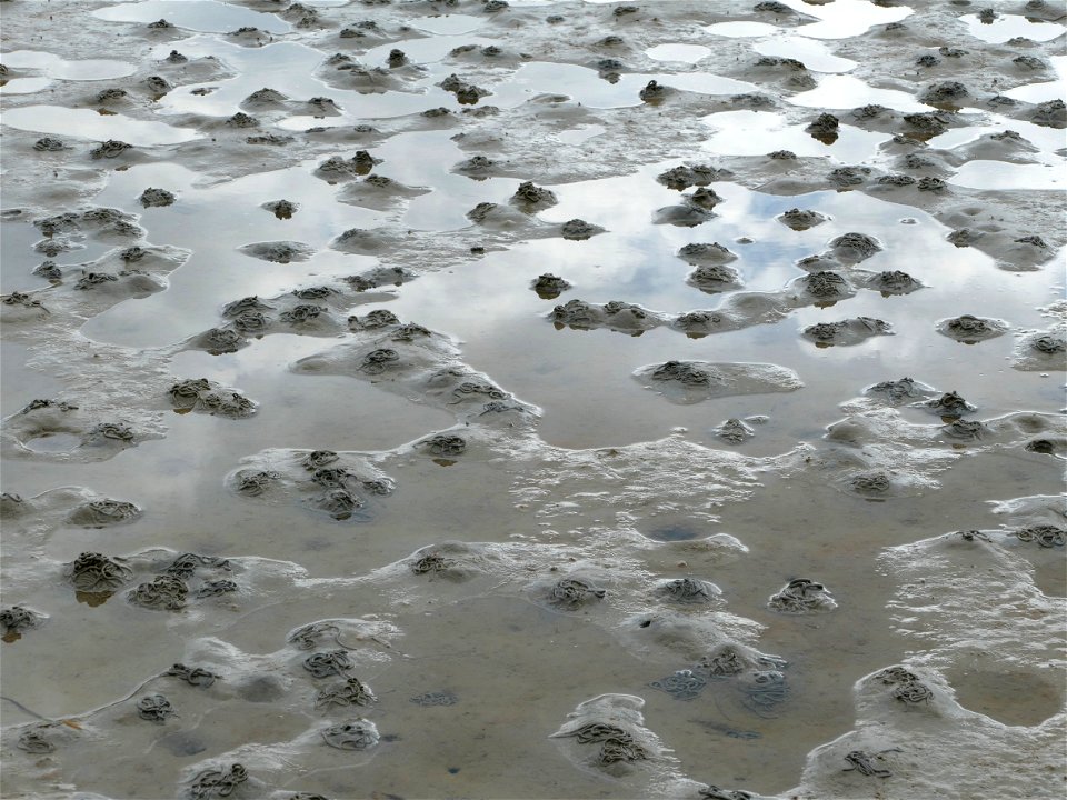 Lugworm (Arenicola marina) casts on the mudflats in Gullmarsvik, Lysekil, Sweden.