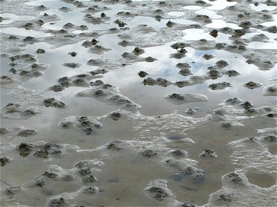 Lugworm (Arenicola marina) casts on the mudflats in Gullmarsvik, Lysekil, Sweden. photo