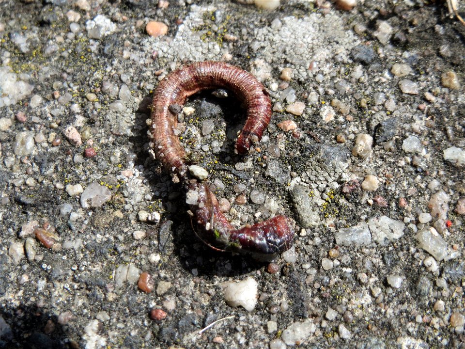 Gemeiner Regenwurm (Lumbricus terrestris) in Hockenheim, hat wohl eine Durststrecke nicht überlebt...