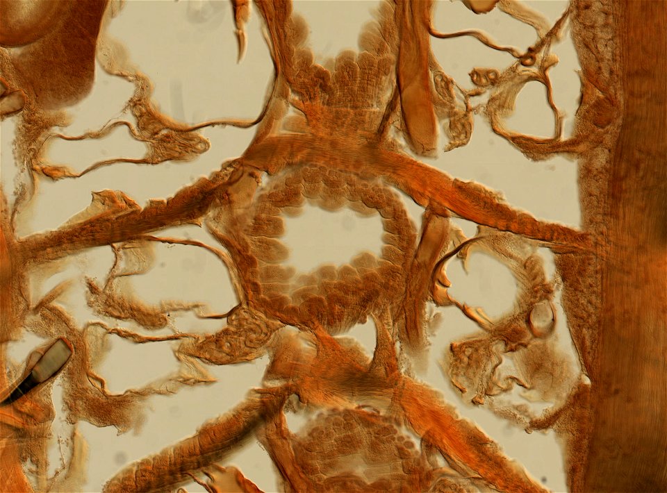 Lumbricus terrestris