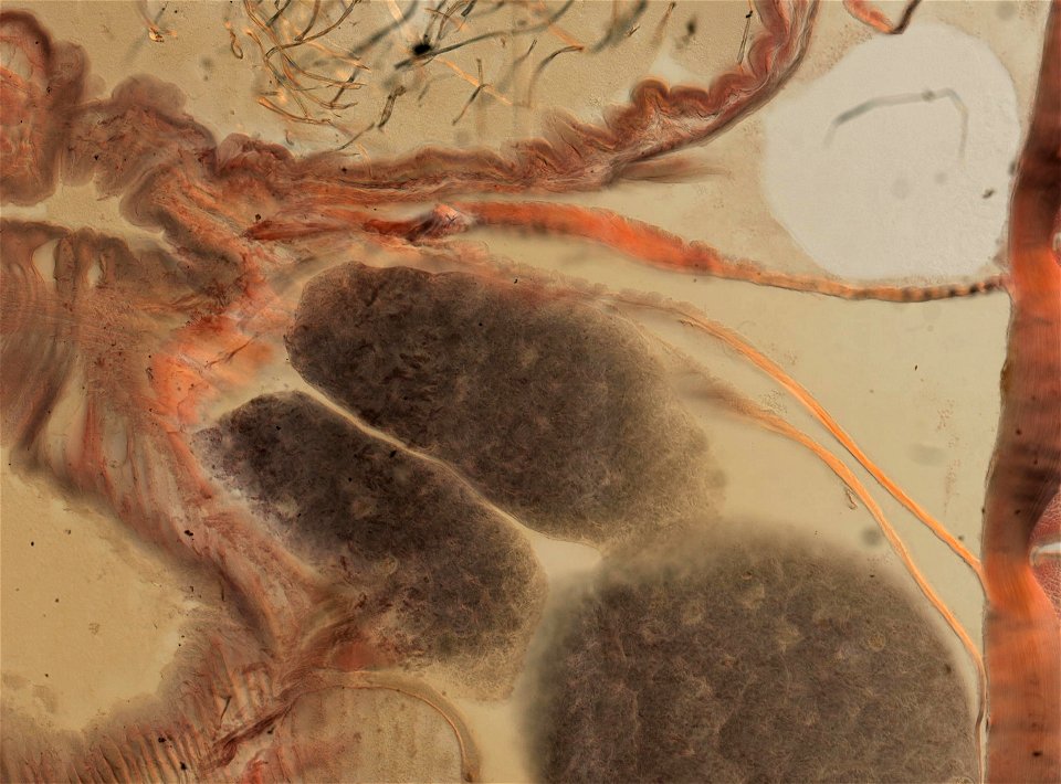 Lumbricus terrestris