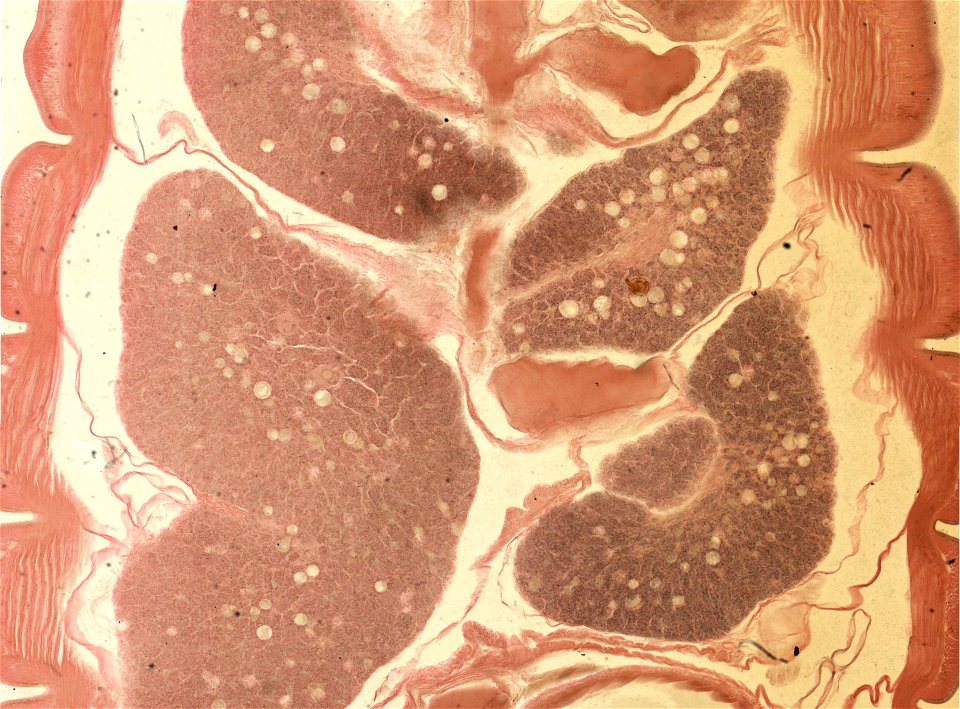 Lumbricus terrestris