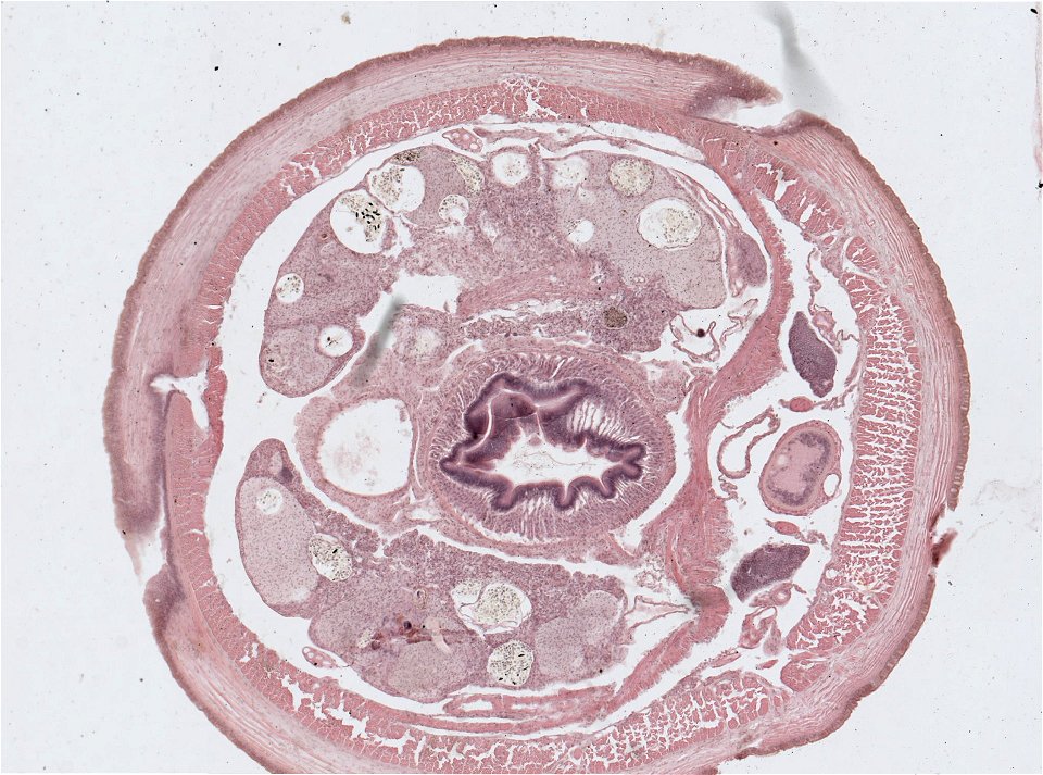 Lumbricus terrestris