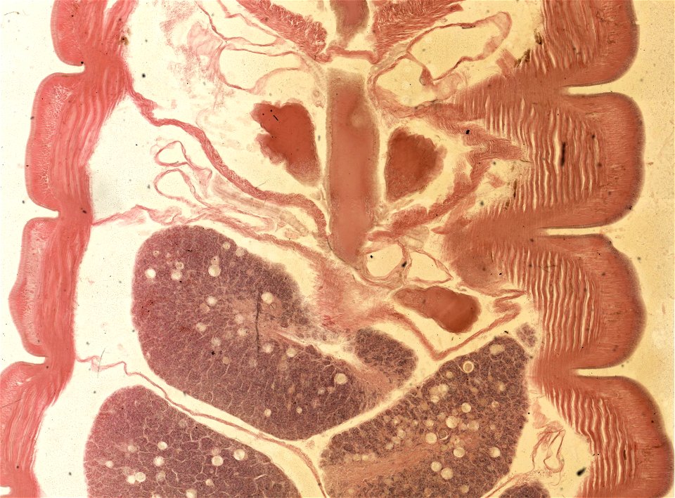 Lumbricus terrestris