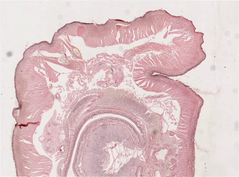 Lumbricus terrestris