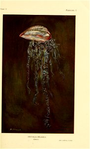 Physalia pelagica Plate 1 Vol 1 ofAnimaux venimeux et venins: la fonction venimeuse chez tous les animaux. Paris, Masson & co., 1922.
Illustrated by Marthe and Juliette Vesque

https://www.biodive