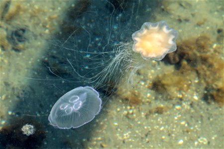 A lion's mane jellyfish (Cyanea capillata) using its tentacles catch a moon jellyfish (Aurelia aurita) in Gullmarn fjord at Sämstad, Lysekil Municipality, Sweden. The jelly medusas are still quite sma photo