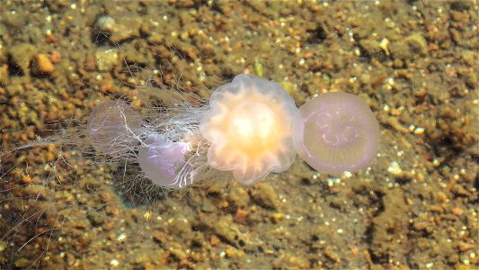 A lion's mane jellyfish (Cyanea capillata) using its tentacles have caught two moon jellyfishes (Aurelia aurita) and is going for a third in Gullmarn fjord at Sämstad, Lysekil Municipality, Sweden. Th photo