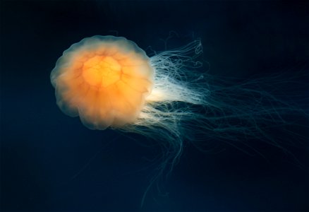 Lion's mane jellyfish (Cyanea capillata) in Gullmarn fjord at Sämstad, Lysekil Municipality, Sweden. This specimen is about 10–12 cm (3.9–4.7 in) in diameter and the tentacles are about 60–8 photo