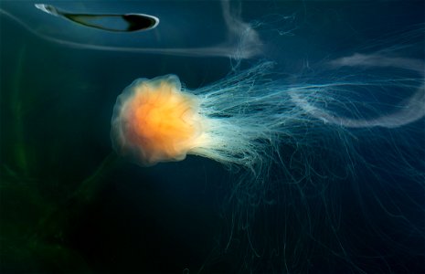 Lion's mane jellyfish (Cyanea capillata) in Gullmarn fjord at Sämstad, Lysekil Municipality, Sweden. This specimen is about 10–12 cm (3.9–4.7 in) in diameter and the tentacles are about 60–8 photo