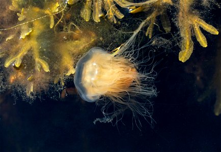 A small Lion's mane jellyfish (Cyanea capillata) in Gullmarn fjord at Sämstad, Lysekil Municipality, Sweden. This specimen is about 8–10 cm (3.1–3.9 in) in diameter and the tentacles are abo