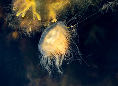 A small Lion's mane jellyfish (Cyanea capillata) in Gullmarn fjord at Sämstad, Lysekil Municipality, Sweden. This specimen is about 8–10 cm (3.1–3.9 in) in diameter and the tentacles are abo photo