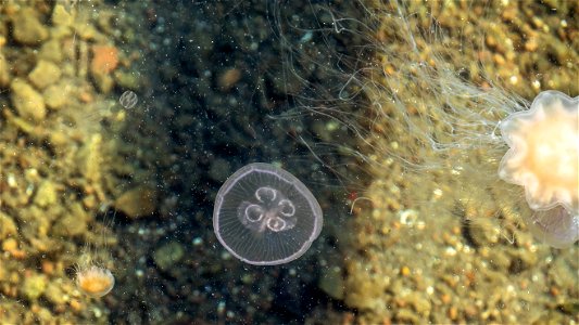 A sea gooseberry (Pleurobrachia pileus) up left, a moon jellyfish (Aurelia aurita) and two lion's mane jellyfish (Cyanea capillata), one tiny and one about 10 cm (3.9 in) in diameter. The la photo