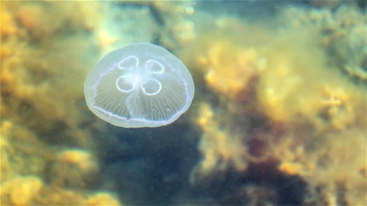 Moon jellyfish (Aurelia aurita) in Gullmarn fjord at Sämstad, Lysekil Municipality, Sweden. It's a quite small and young jelly, about 5–6 cm (2.0–2.4 in) in diameter. photo