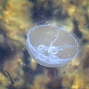 Moon jellyfish (Aurelia aurita) in Gullmarn fjord at Sämstad, Lysekil Municipality, Sweden. It's a quite small and young jelly, about 5–6 cm (2.0–2.4 in) in diameter. photo