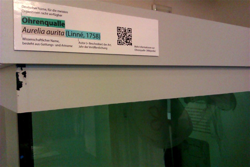 QRpedia code for Ohrenqualle at Phyletisches Museum in Jena. Usage stats.