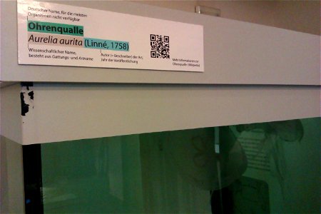QRpedia code for Ohrenqualle at Phyletisches Museum in Jena. Usage stats. photo
