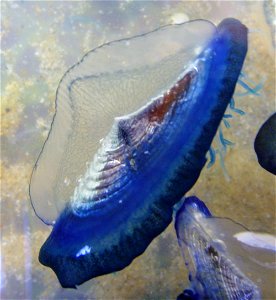 Échouage massif de Velella velella, baie des Trépassés, Roscoff, Finistère, France
