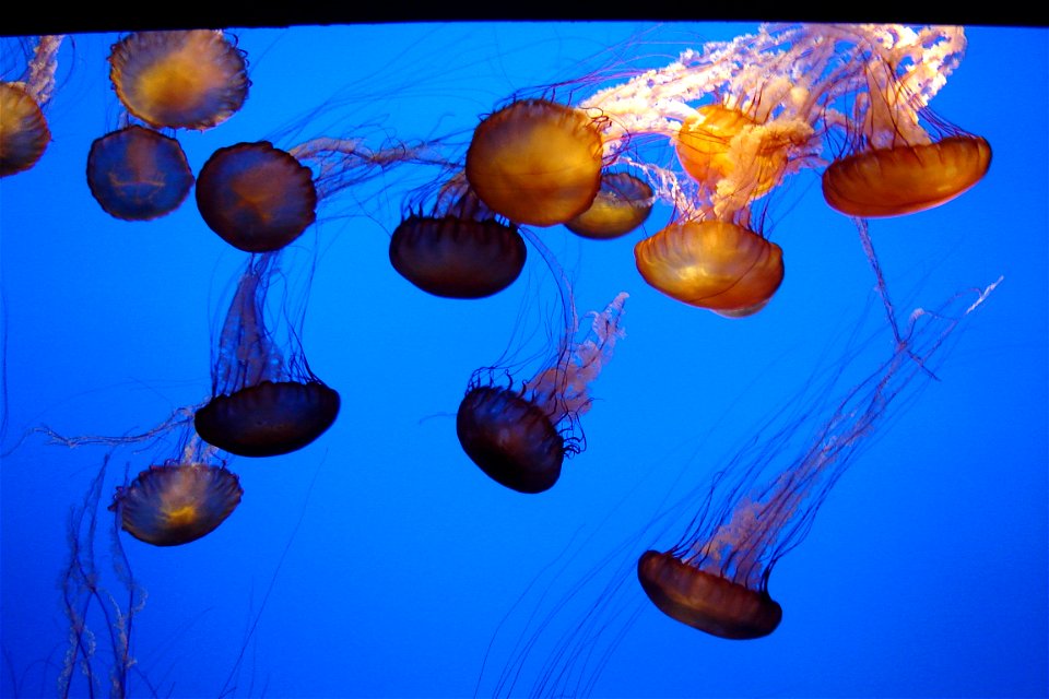 Jellies at monterey bay aq.
