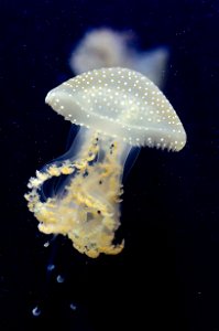 Phyllorhiza punctata (Jellyfish) photo