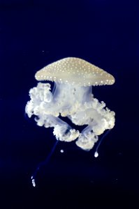 Beautiful jellyfish at the zoo aquarium. photo