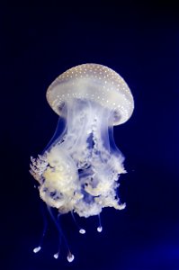 Phyllorhiza punctata (Jellyfish) photo