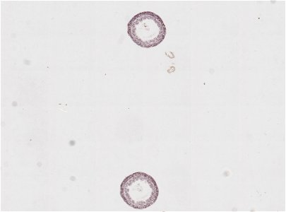 PRESERVED_SPECIMEN; ; ; microslide; IZ number 91797; lot count 1; Microslide 01, balsam, cross section;