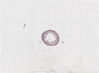 PRESERVED_SPECIMEN; ; ; microslide; IZ number 91801; lot count 1; Microslide 01, balsam, cross section;