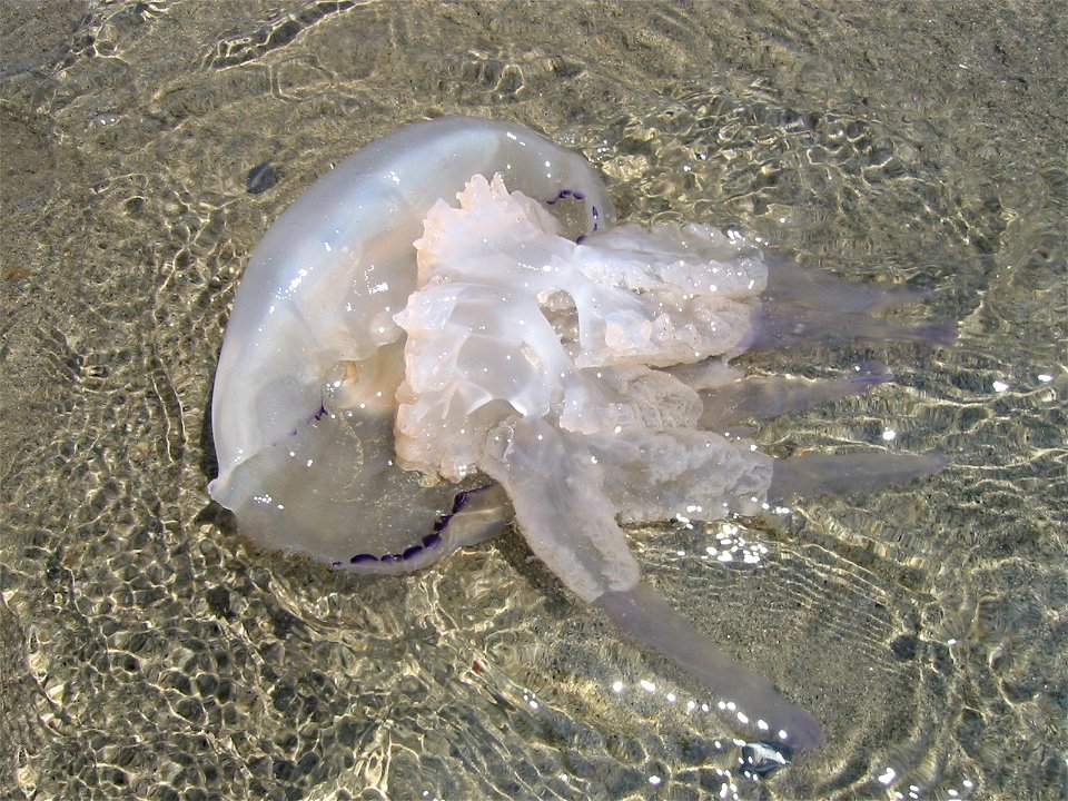 Jellyfish washed ashore at the ionian coast in Italy