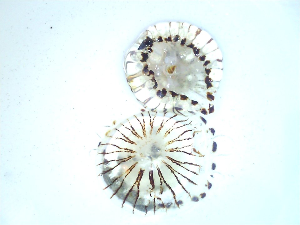 meduzy (jellyfish); zatoka Killala (Killala Bay), Ocean Atlantycki (Atlantic Ocean)