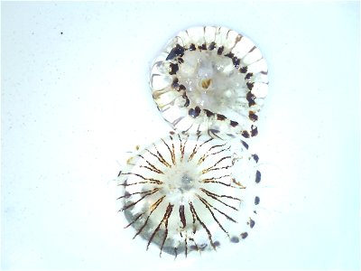 meduzy (jellyfish); zatoka Killala (Killala Bay), Ocean Atlantycki (Atlantic Ocean) photo