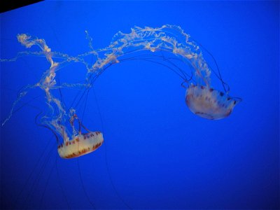 Image title: Jellyfish Image from Public domain images website, http://www.public-domain-image.com/full-image/nature-landscapes-public-domain-images-pictures/underwater-public-domain-images-pictures/j photo