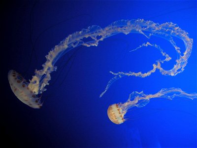 Image title: Jellyfish dancing underwater Image from Public domain images website, http://www.public-domain-image.com/full-image/nature-landscapes-public-domain-images-pictures/underwater-public-domai photo