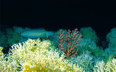 Lophelia