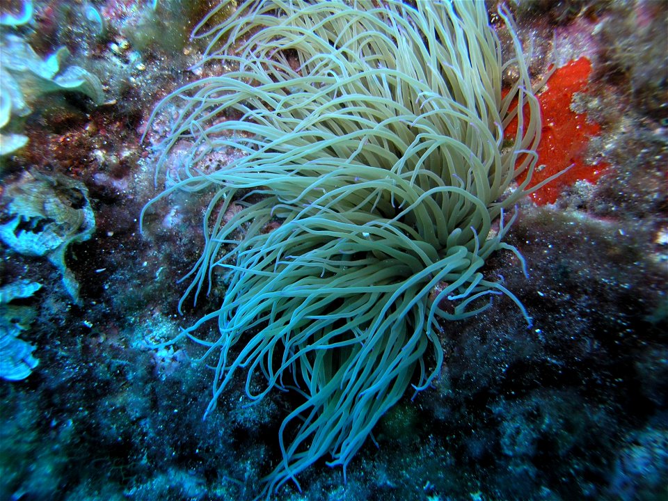 Sea anemone shot in Capo Caccia Alghero north west of Sardinia Italy