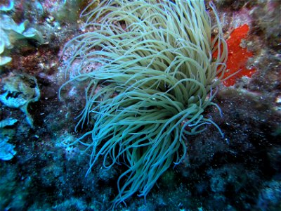 Sea anemone shot in Capo Caccia Alghero north west of Sardinia Italy photo