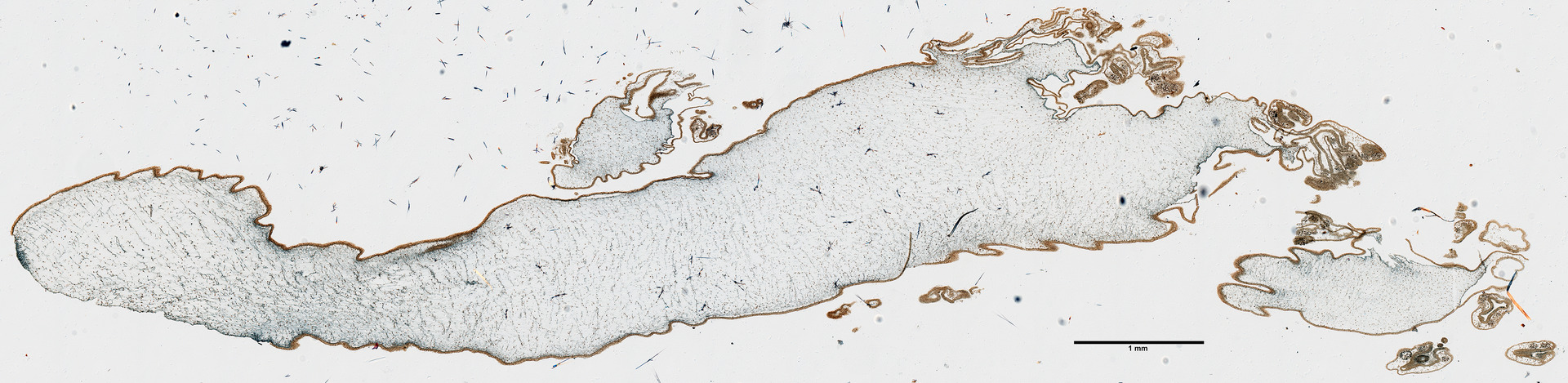 PRESERVED_SPECIMEN; ; ; microslide; Cnidaria demo; IZ number 77007; lot count 1; Microslide 01, balsam, oral arm;