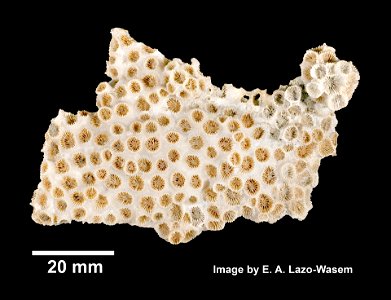 PRESERVED_SPECIMEN; ; ; dry; GM image; Gray Museum; IZ number 29423; lot count 1; original catalog number GM 155; 1969-06-06T00:00:00Z
