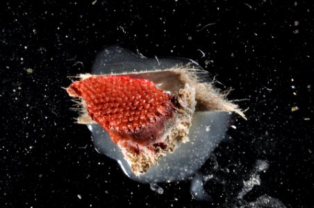 PRESERVED_SPECIMEN; ; ; microslide; IZ number 89617; lot count 1; Microslide 01, fragment; epibiont: IZ.089618,epibiont: IZ.089616; 1980-06-21T00:00:00Z