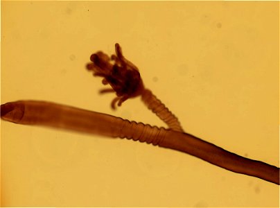 PRESERVED_SPECIMEN; ; ; microslide; IZ number 95684; lot count 1; Microslide 01, balsam, whole mount;