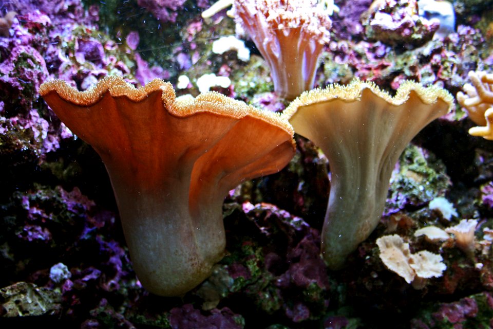 Sea coral (Sarcophython glaucum) on Prague sea aquarium, Czech Republic