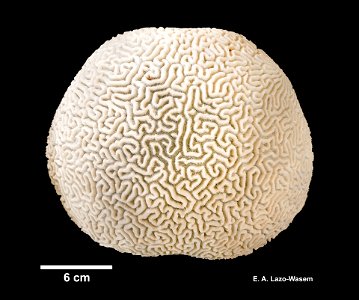 PRESERVED_SPECIMEN; ; ; dry; IZ number 37479; lot count 1;