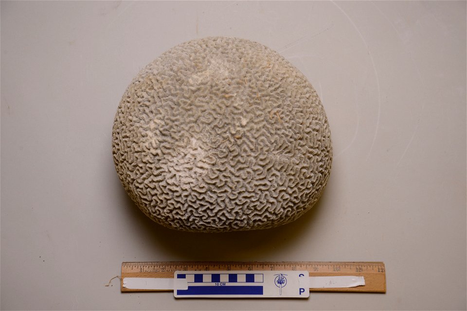 PRESERVED_SPECIMEN; ; ; dry; IZ number 60430; lot count 1;