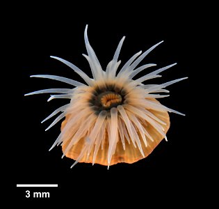 PRESERVED_SPECIMEN; ; ; 10% form.->70% alc.; IZ number 95216; lot count 1; 2017-04-21T00:00:00Z