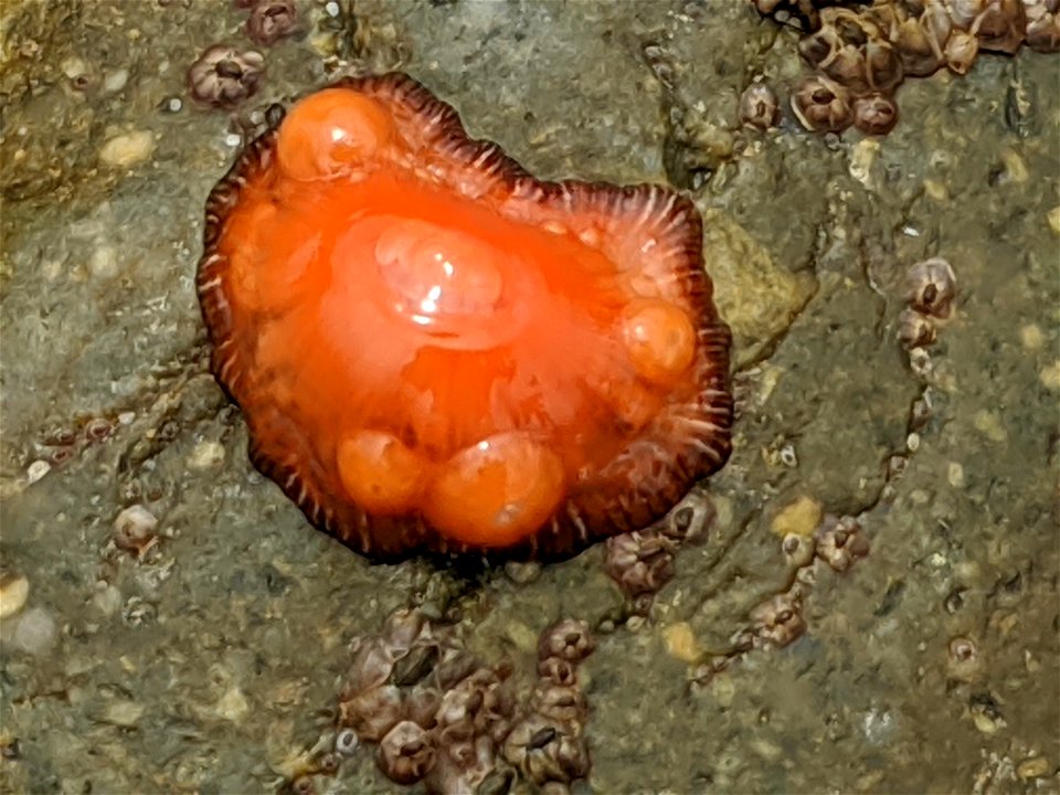 Brooding Anemone (Epiactis prolifera) photo