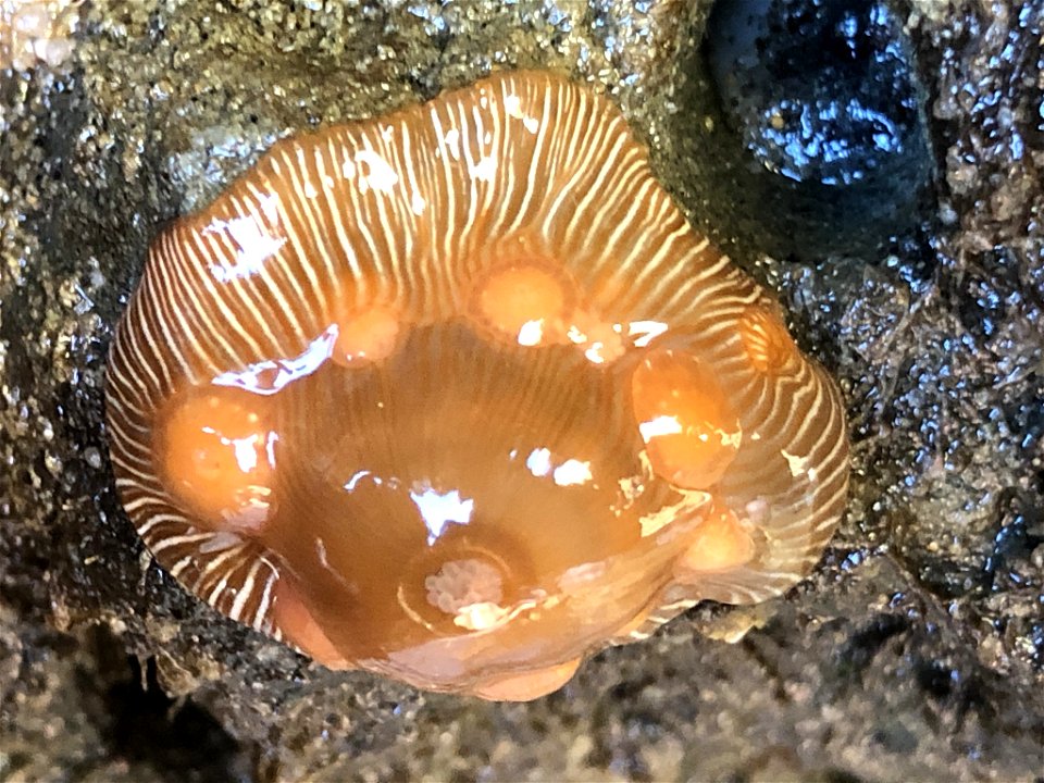 Brooding Anemone (Epiactis prolifera)