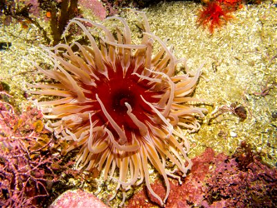 Urticina columbiana, Carmel, Monterey EE.UU.