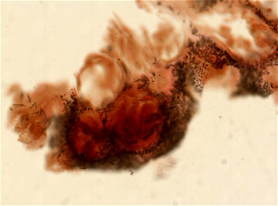 PRESERVED_SPECIMEN; ; ; 70% alc.; microslide; Gray Museum; IZ number 29409; lot count 5; Microslide 01, balsam, polyps; Microslide 02, balsam, polyps; Microslide 03, balsam, sclerites; origi