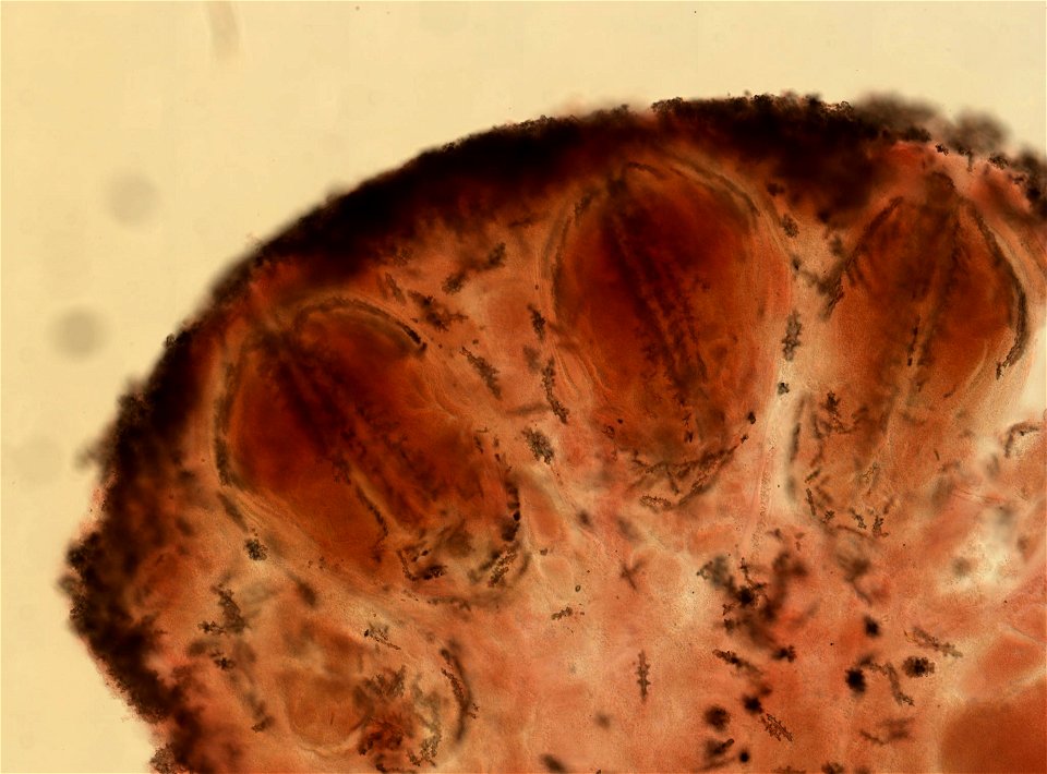 PRESERVED_SPECIMEN; ; ; 70% alc.; microslide; Gray Museum; IZ number 29412; lot count 4; Microslide 01, balsam, sclerites; Microslide 02, balsam, longitudinal section; Microslide 03, balsam,